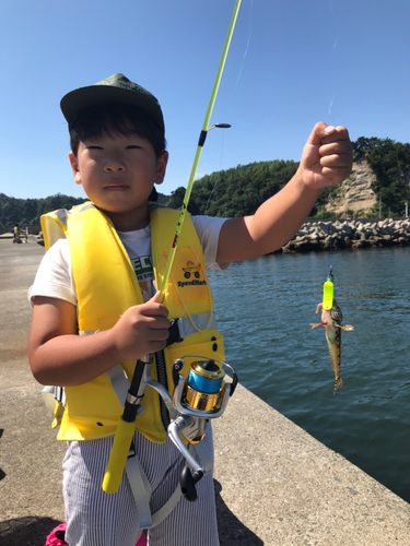 アナハゼの釣果