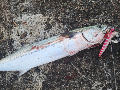 サゴシの釣果