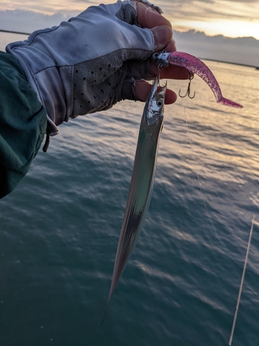 タチウオの釣果