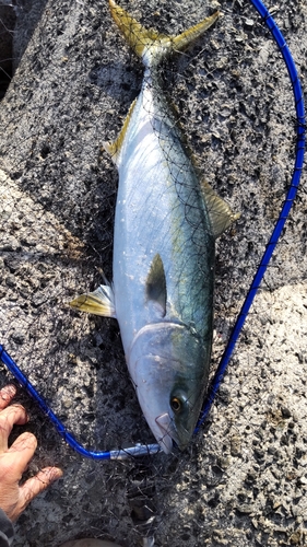 メジロの釣果