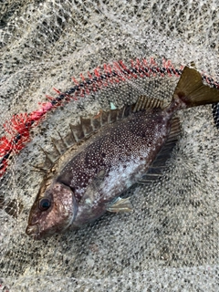 アイゴの釣果