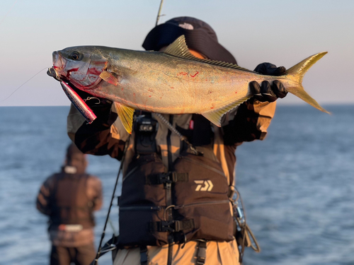 ヒラマサの釣果