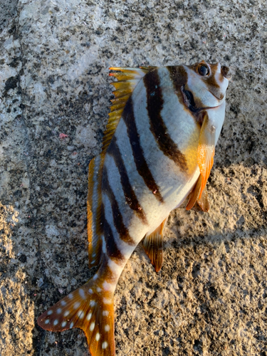 タカノハダイの釣果