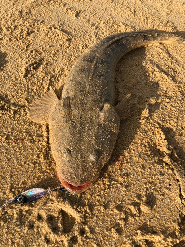 マゴチの釣果