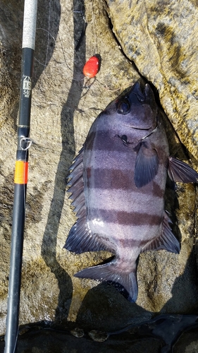 イシダイの釣果