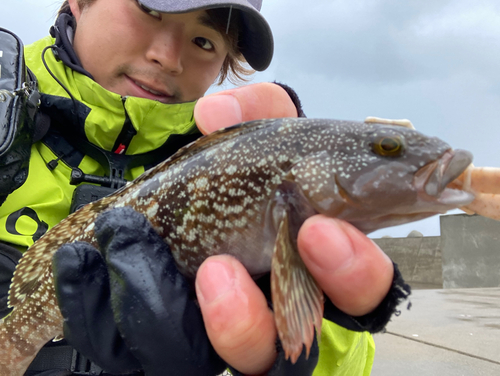 アイナメの釣果