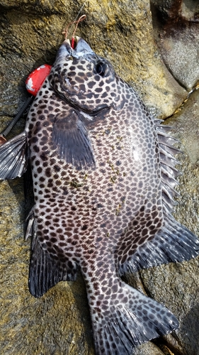 イシガキダイの釣果