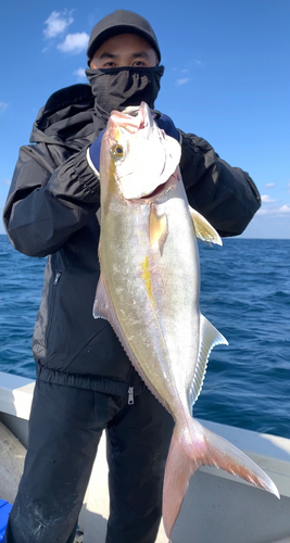 カンパチの釣果