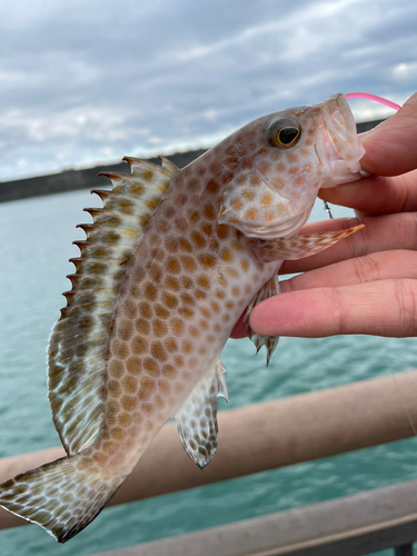 オオモンハタの釣果