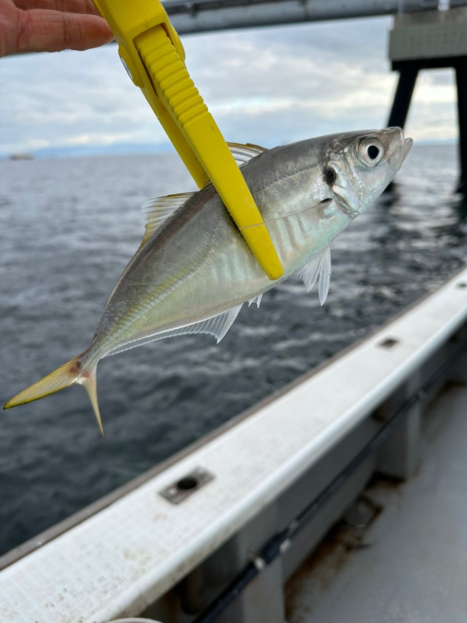 boat angler osetoさんの釣果 2枚目の画像