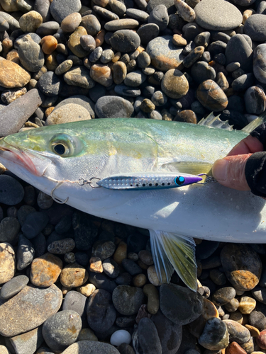 ツバスの釣果