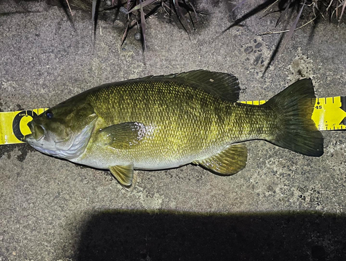 スモールマウスバスの釣果