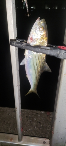 コノシロの釣果