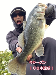 ブラックバスの釣果