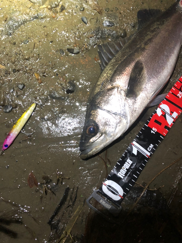 シーバスの釣果