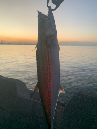 サゴシの釣果