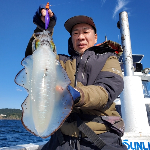 アオリイカの釣果