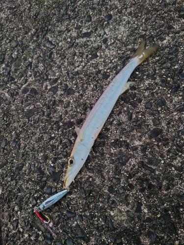 カマスの釣果