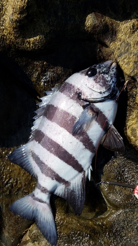 イシダイの釣果