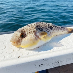 フグの釣果