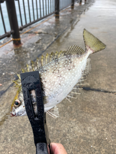 アイゴの釣果