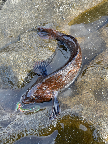 アイナメの釣果