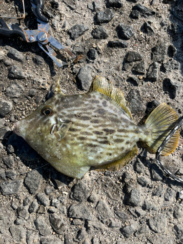 カワハギの釣果