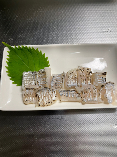 タチウオの釣果