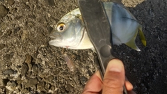 メッキの釣果