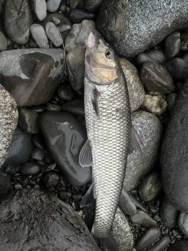 ニゴイの釣果