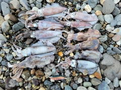 アオリイカの釣果