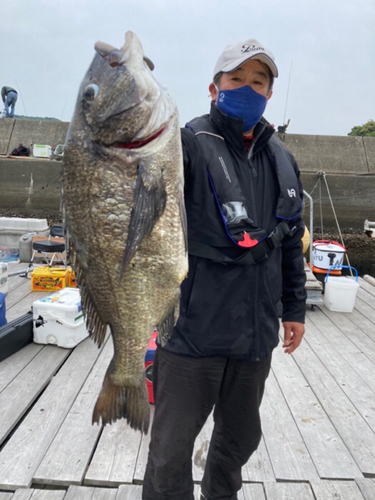 チヌの釣果