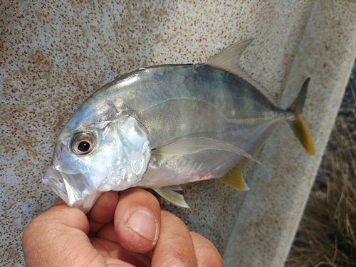 メッキの釣果