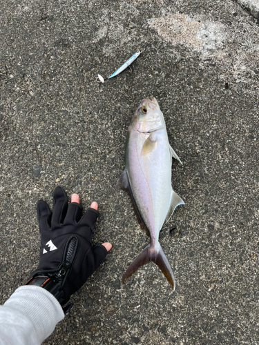 ショゴの釣果