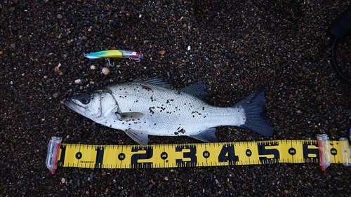 フッコ（ヒラスズキ）の釣果