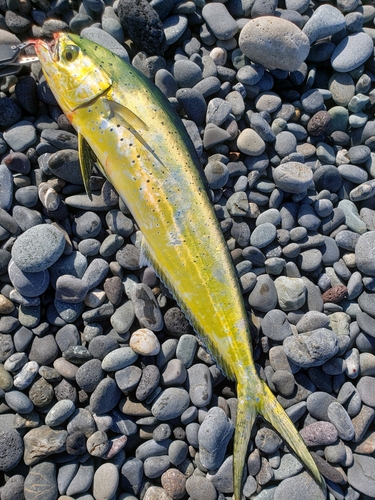 シイラの釣果