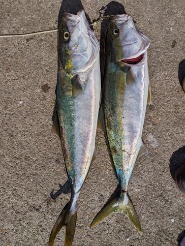 メジロの釣果