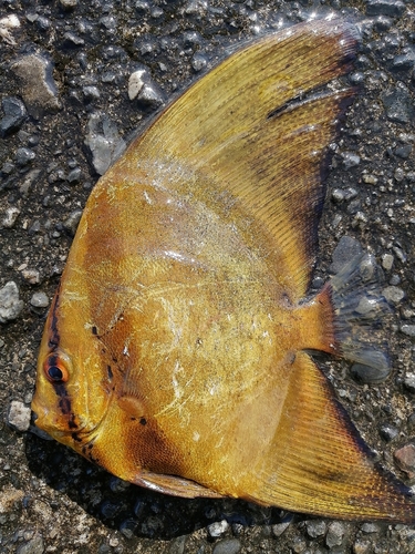 ナンヨウツバメウオの釣果