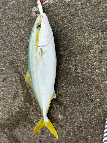 ワカシの釣果