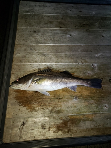 シーバスの釣果