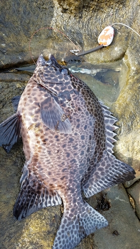 イシガキダイの釣果