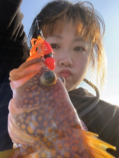 アコウの釣果