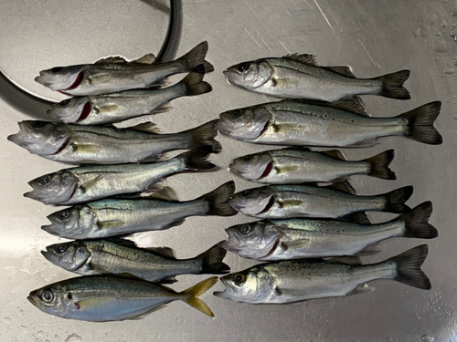 セイゴ（マルスズキ）の釣果