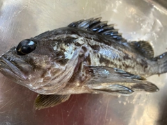 クロソイの釣果