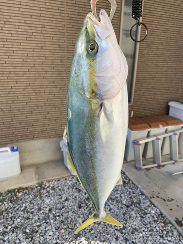 ハマチの釣果