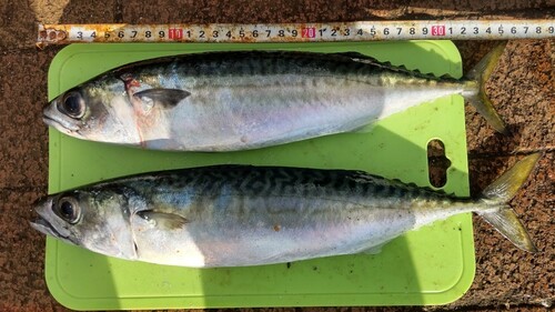 サバの釣果