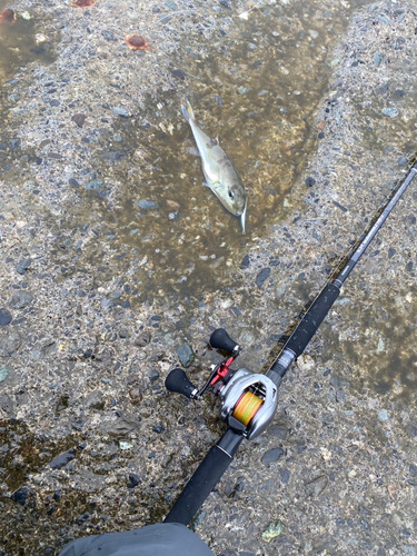 シロサバフグの釣果