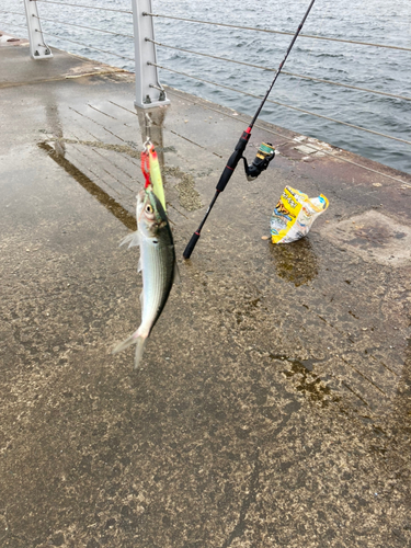 コノシロの釣果