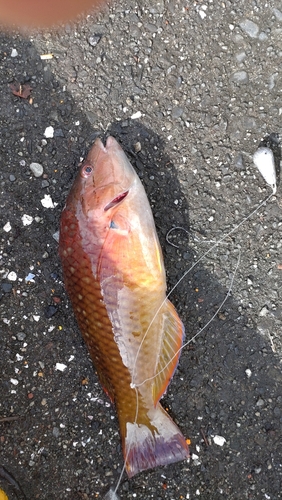 アカササノハベラの釣果