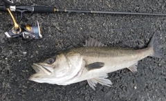 スズキの釣果